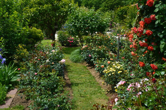 Découverte de l'univers des roses Le Jardin des Roses Saint-Yrieix-sur-Charente