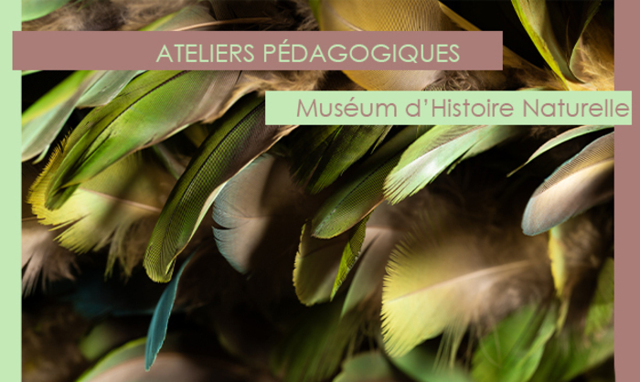 Les insectes Muséum d'Histoire Naturelle d'Aix-en-Provence Aix-en-Provence