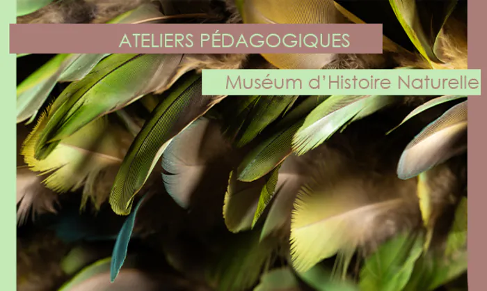 Animal ? Végétal ? Quelques mystères de la nature Muséum d'Histoire Naturelle d'Aix-en-Provence Aix-en-Provence