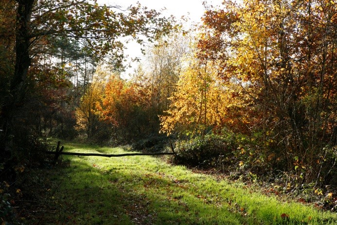 Cheminade "Forêt d'Orléans Nature et Histoire