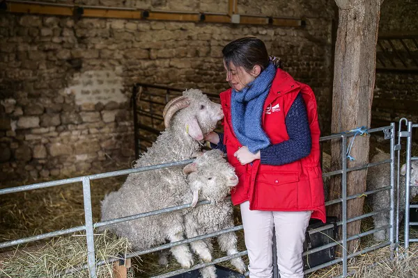 Expérience à la ferme après-midi autour des animaux et de la laine