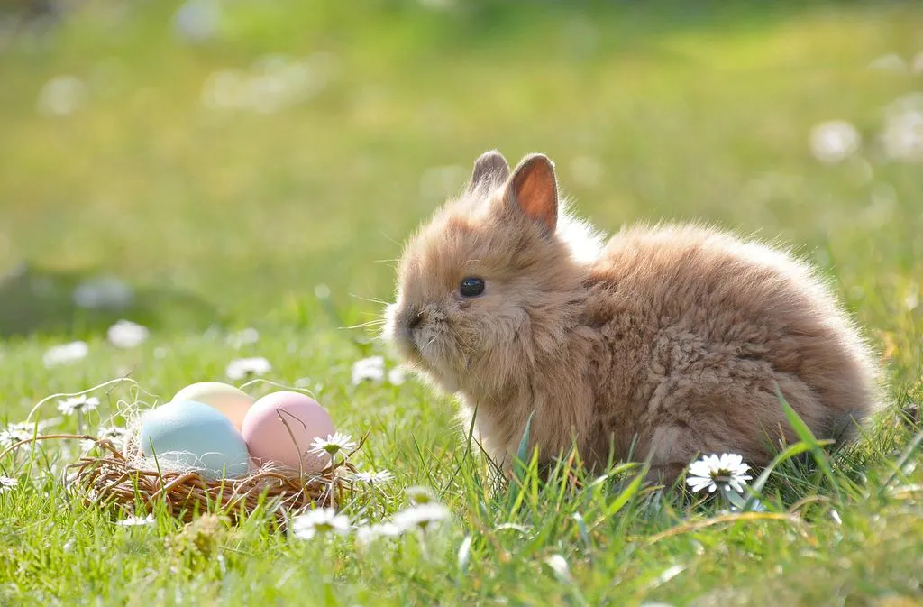 Chasse aux oeufs de Pâques | Les mystérieux animaux