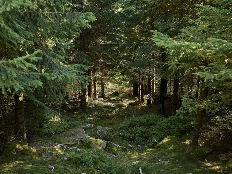 Sentiers Plaisir Découverte des milieux naturels du site Natura 2000 du Donon