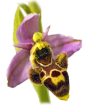 Les Orchidées des Terres de l'Orme d'Allouis