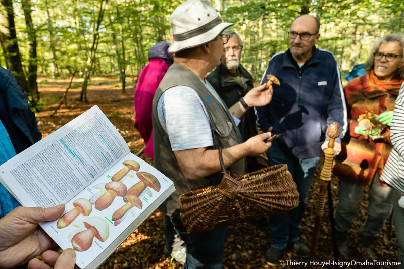 Sortie découverte des champignons en forêt de Cerisy (avec cueillette)