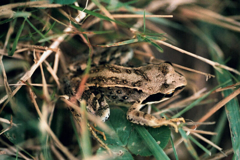 Fréquence grenouille