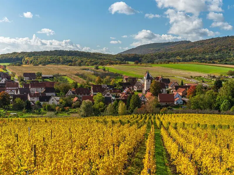 Randonnée dans les vignes de Wissembourg