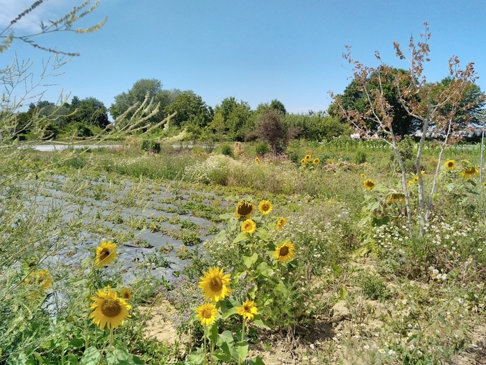 Journée portes ouvertes à la ferme : découverte d'un espace agricole atypique Atelier Bombylius Périgny