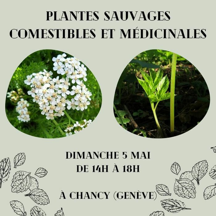 Sortie plantes sauvages comestibles et médicinales à Chancy Autre lieu Genève