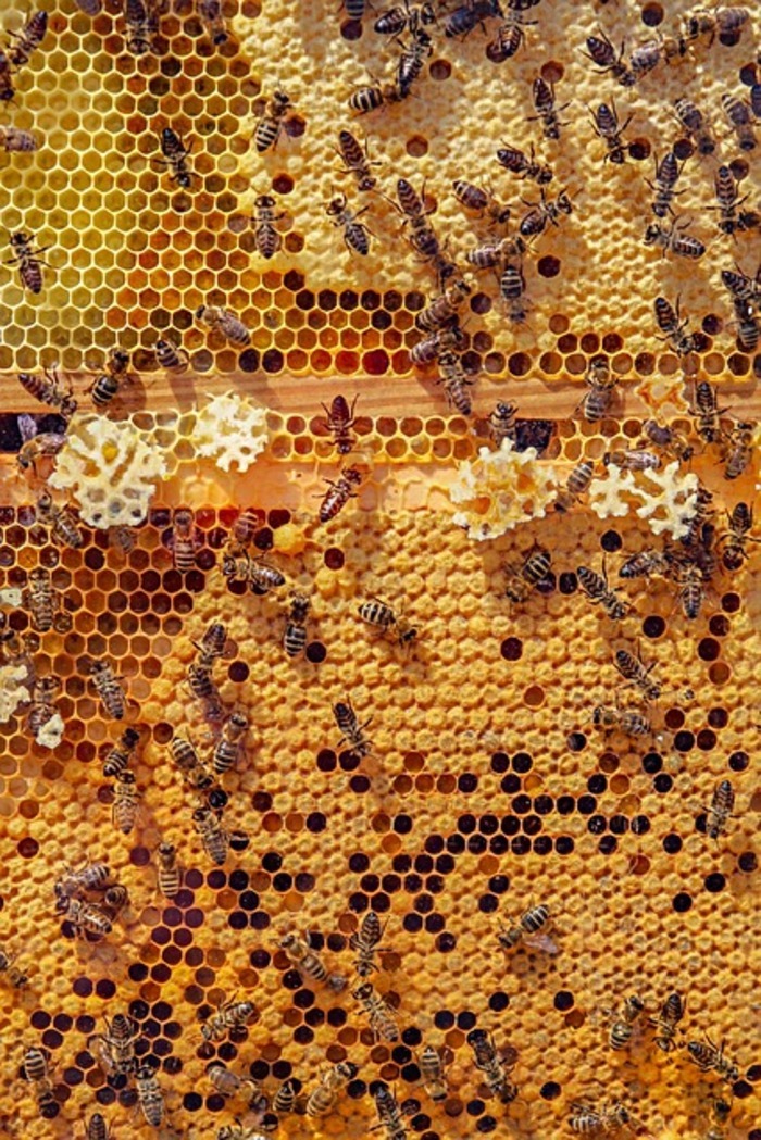 Mille et une abeille c'est vous l'abeille !