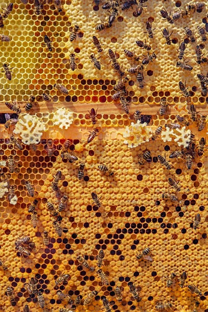 Mille et une abeille c'est vous l'abeille !