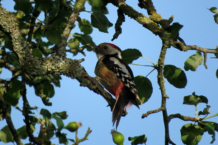 Les oiseaux estivaux du bois de Brou Bois régional de Brou
