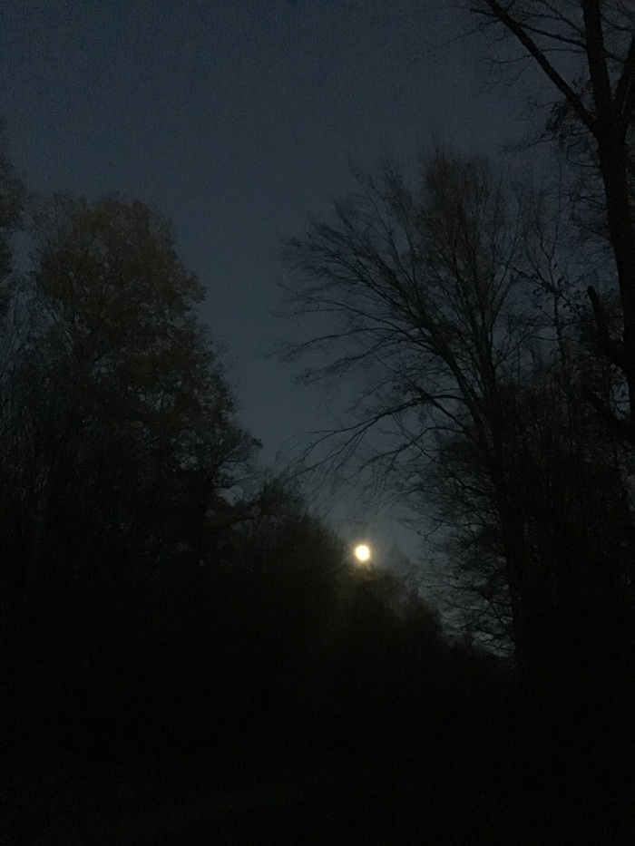 Dans le cadre de Nuits des Forêts : la nuit des histoires Bois Saint-Martin - Forêt régionale du Maubué Noisy le Grand
