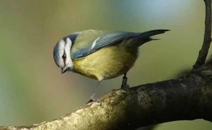 Comment les oiseaux enchantent la forêt : glissez-vous dans la peau d’un ornithologue ! Carrefour du Pré Curé - Forêt régionale d'Ecouen Écouen