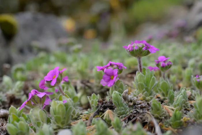 Adaptation des plantes alpines à leurs milieux Conservatoire et Jardin botaniques Chambésy