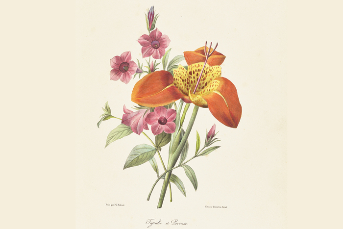 Trésors de l’illustration botanique : XVe – XIXe siècles Conservatoire et Jardin botaniques Chambésy