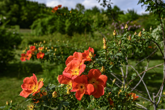 L'entretien des rosiers Conservatoire et Jardin botaniques Chambésy