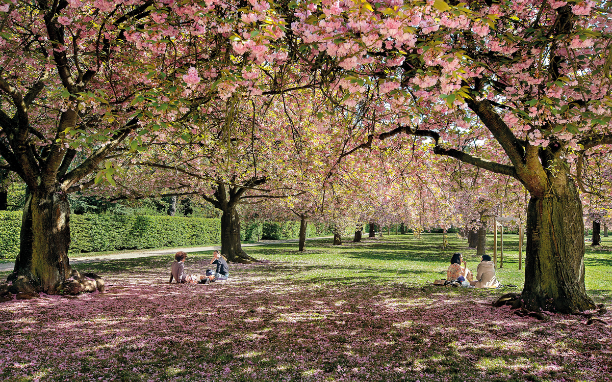 Le parc de Sceaux fête le retour du printemps avec Hanami Domaine départementale de Sceaux Sceaux