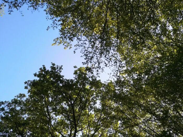 Identifier les arbres avec leurs feuilles Espace naturel régional de Bois Chardon Draveil