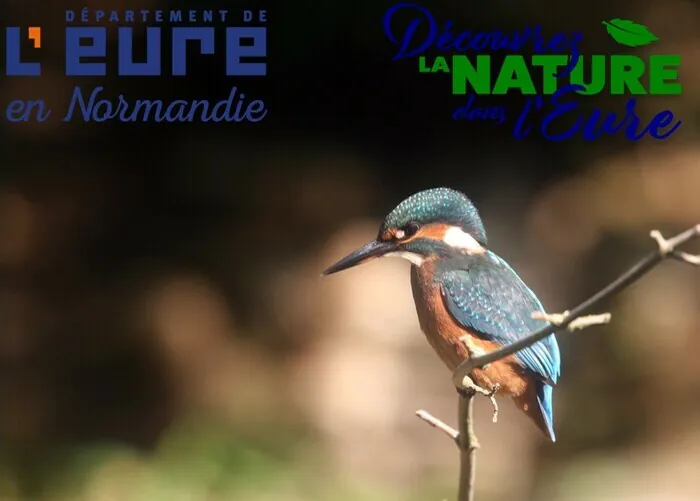 CONDÉ-SUR-ITON / 27 : promenade ornithologique GONm avec "Découvrez la nature dans l'Eure" Étang des Fourneaux