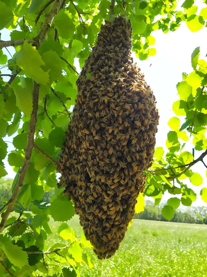 Porte ouverte sur l'apiculture Ferme du Val d'Orge Brétigny-sur-Orge