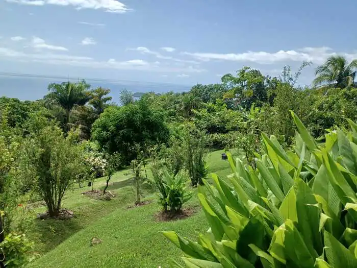 Jardin N'Gouba : Visite-découverte de la forêt et du jardin Forêt et Jardin N'GOUBA Bouillante