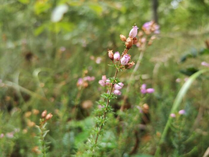 Initiation à la botanique : apprenez à reconnaître les fleurs sauvages Forêt régionale de Grosbois Boissy-Saint-Léger
