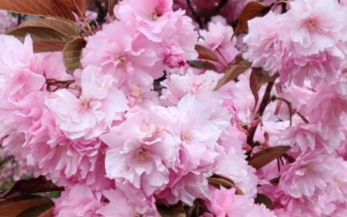 Balade botanique : les cerisiers en fleurs HALL DU RER B Paris