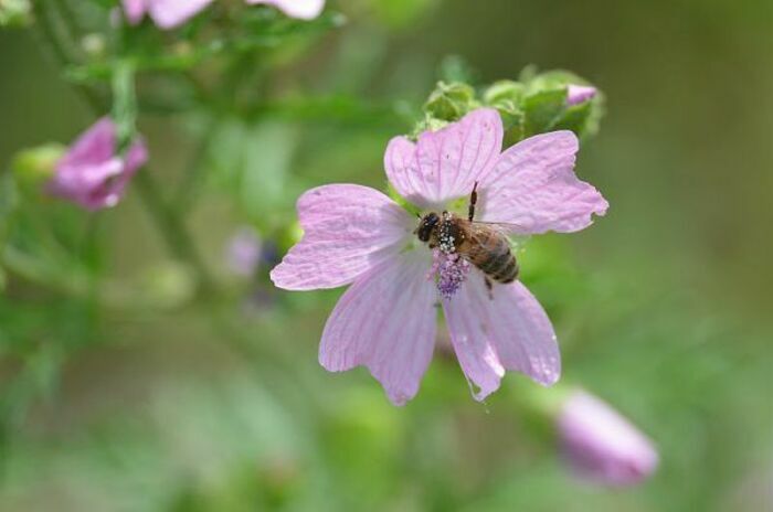 Balade naturaliste : incroyables pollinisateurs ! Haubourdin Haubourdin
