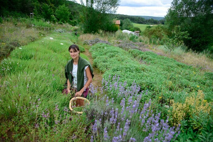 Visites et activités autour des plantes aromatiques et médicinales de l'Herberie de la Tille Herberie de la Tille Vals-des-Tilles