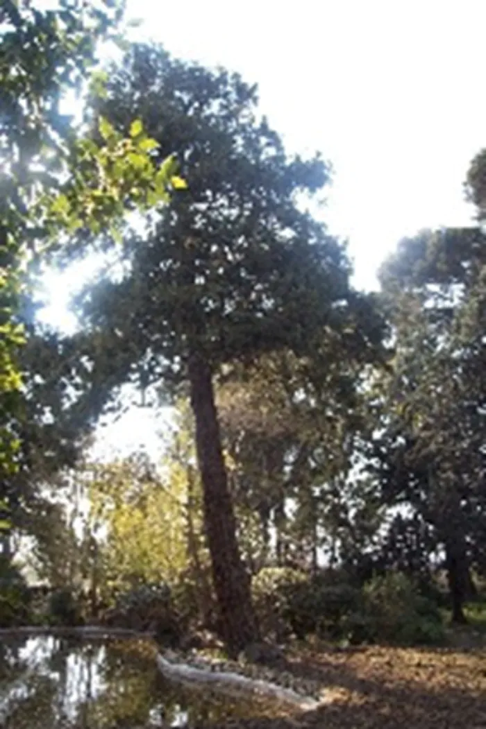 Visite commentée : le langage des arbres Jardin de Langel Armissan