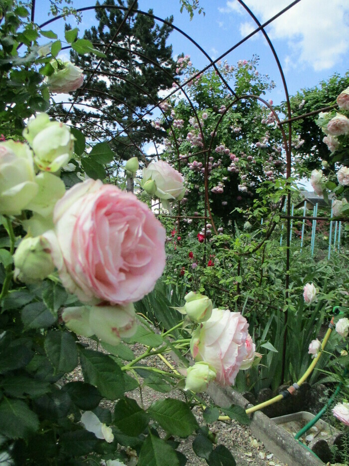Visite découverte du jardin de Roses Jardin de roses Pontoise