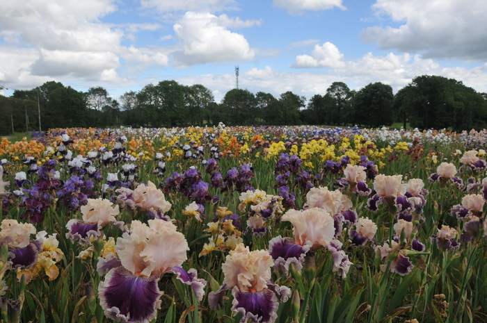 Visite libre de la collection de 2500 variétés au jardin d'iris Jardin d'iris Bubry