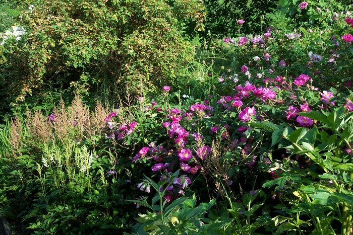 Visite libre ou guidée d'un jardin privé Jardin du Faudé Orbey