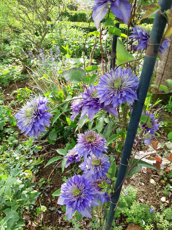 Visite découverte d'un jardin à l'anglaise aux abords de Besançon Jardin floral Le Bouquet d'Aquarelles Pouilley-les-Vignes