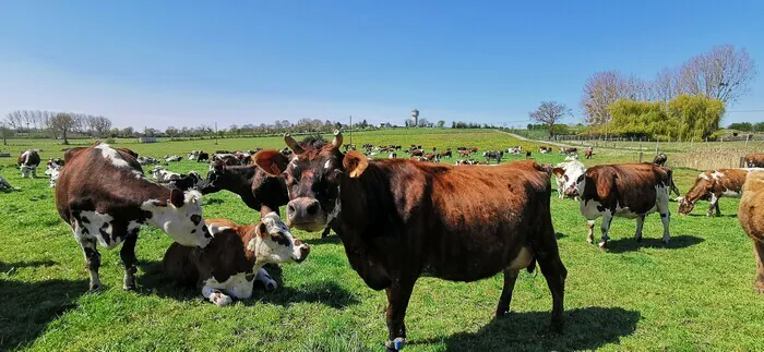 Visite libre d'une ferme laitière biologique La ferme des Cara-Meuh ! Vains