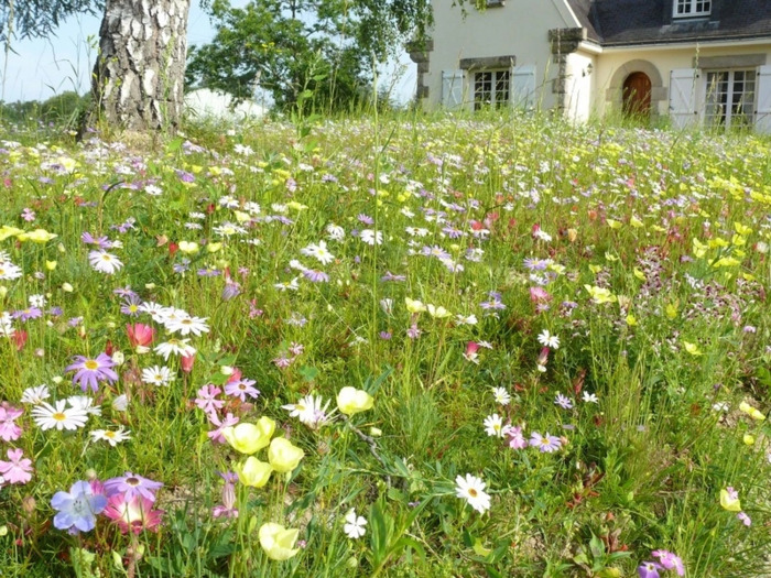 Plaisirs des 5 sens avec les fleurs des sous-bois au printemps La Longère de la Bégraisière Saint-Herblain