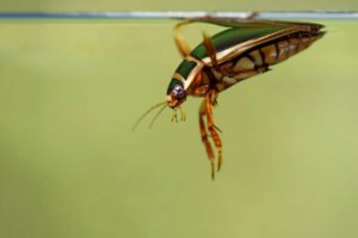 Les insectes et autres arthropodes Le Taillan-Médoc - Lieu de départ communiqué par l'association à l'inscription Le Taillan-Médoc