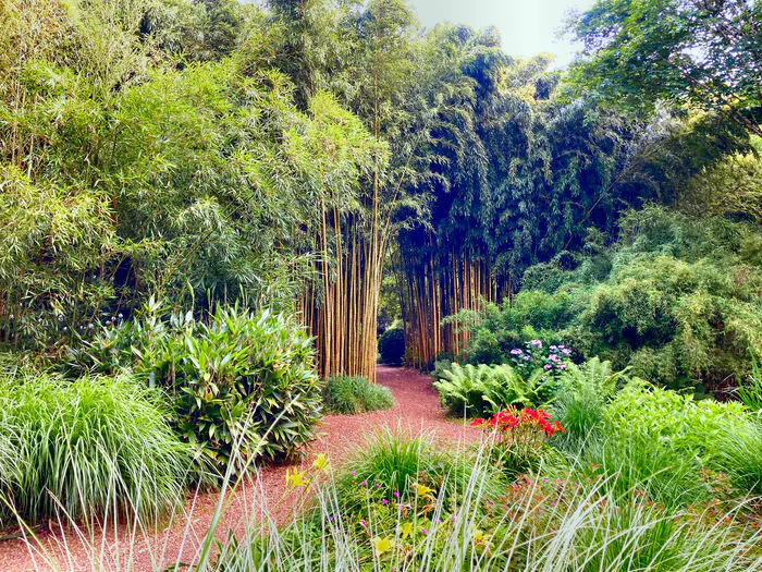 Visite découverte d'un jardin botanique de bambous Les bambous de Planbuisson Le Buisson-de-Cadouin
