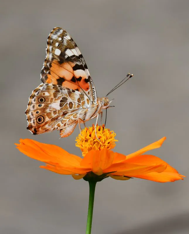 Printemps de la biodiversité Sortie et ciné-conf' sur les papillons
