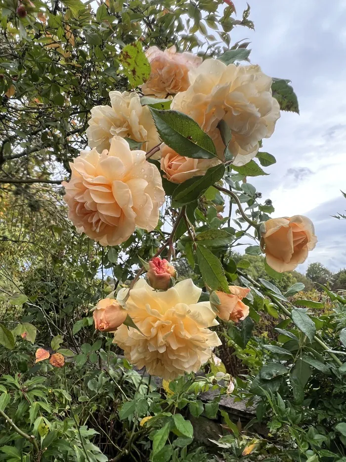 Visite découverte du jardin et sa collection de roses Les Gargalhous Fresselines