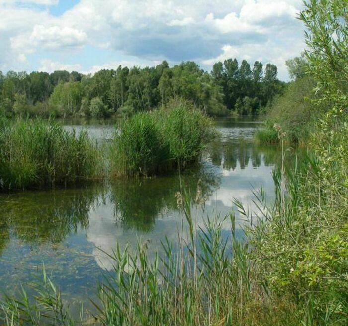 Oiseaux des étangs et protection de la nature Lieusaint - Moissy