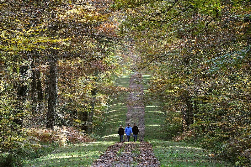 Visite guidée Balade d'automne en forêt de Loches