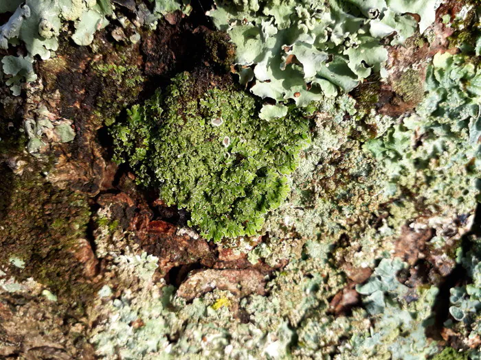 Sortie "Etonnants lichens" Maison de quartier du Val d'Ornay La Roche-sur-Yon