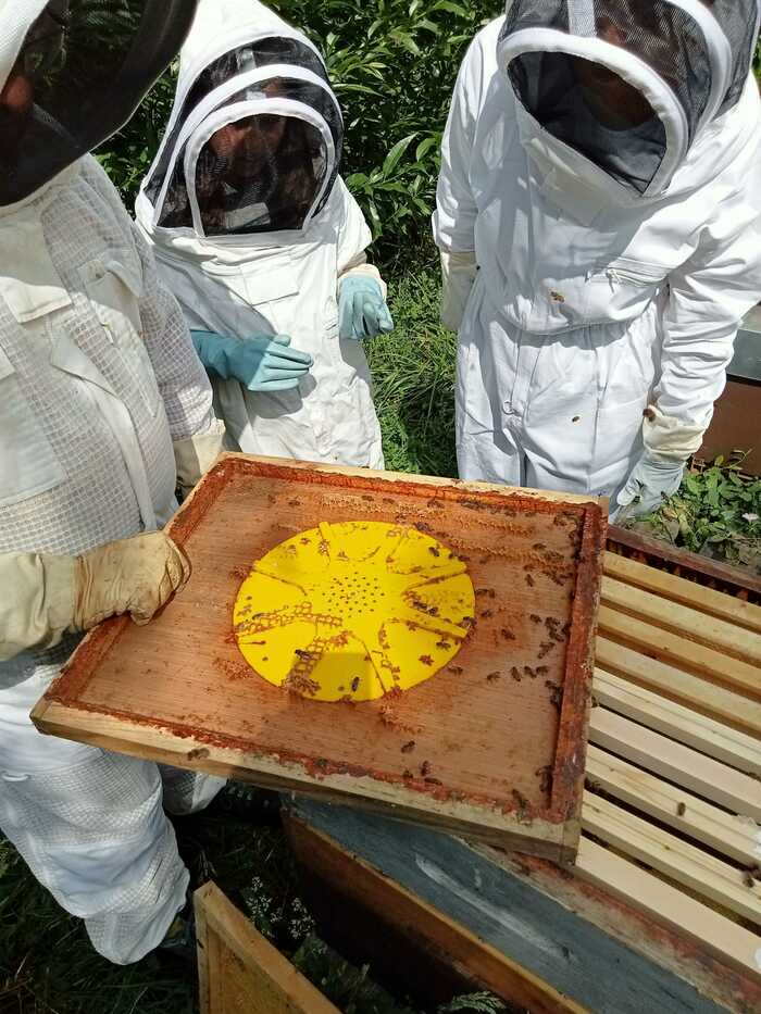 Ateliers apiculture et visites de ruches Musée de plein air l'Etang Rouge Seurre