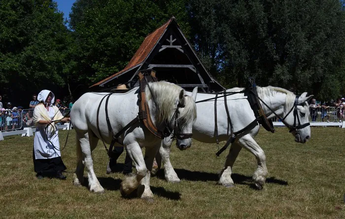 Les amis du cheval Musée de Plein Air Villeneuve-d'Ascq