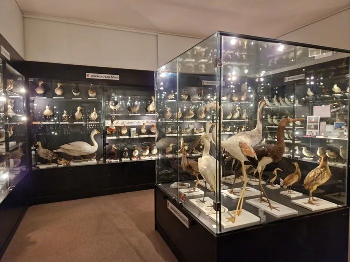 30 ans du musée ornithologique Musée ornithologique Charles Payraudeau La Chaize-le-Vicomte
