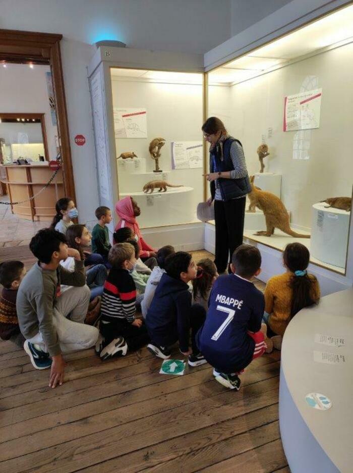 Médiations postées : les espèces animales océaniennes Musée saint-loup (beaux-arts