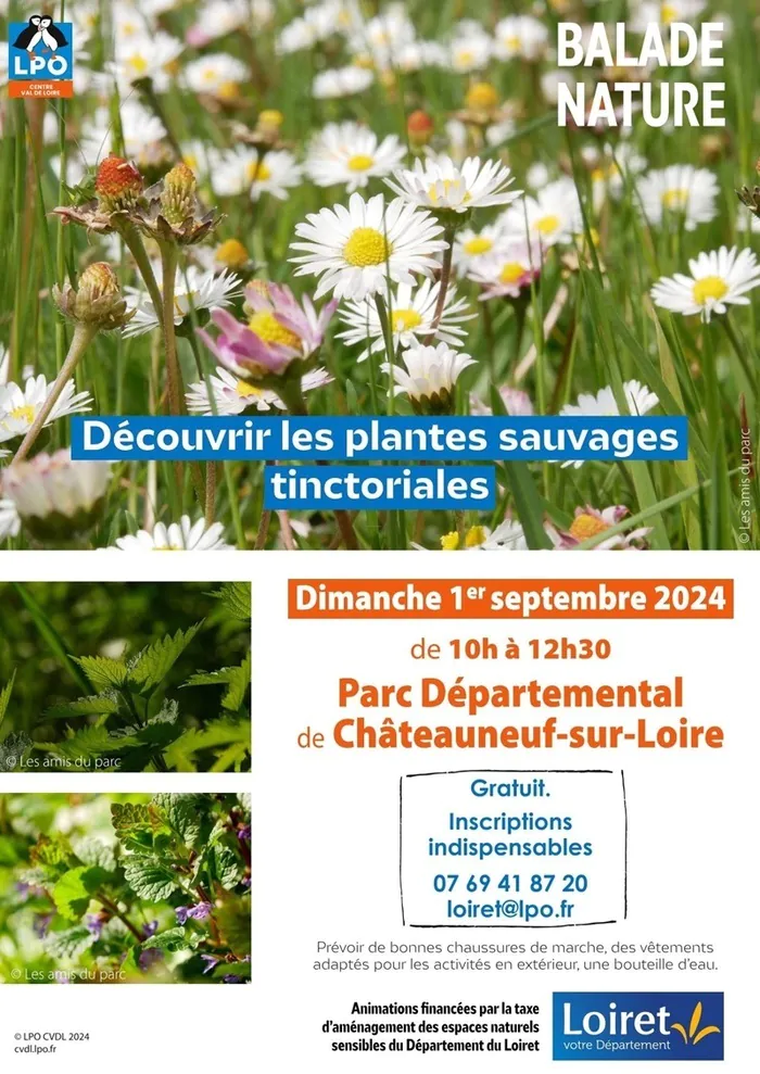 Balade nature : Découvrir les plantes sauvages tinctoriales Parc du château (Rendez-vous devant la mairie) Chateauneuf-sur-loire