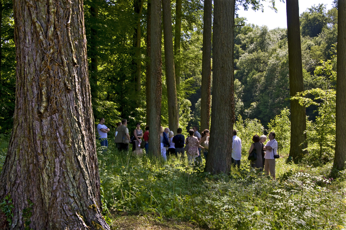 Les arbres fabuleux du Parc du Prieuré de Cons-la-Grandville Parc du prieuré de Cons-la-Grandville Cons-la-Grandville